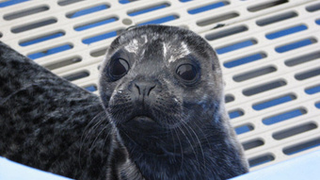 Seal Isn't the Only Seal Who Sings